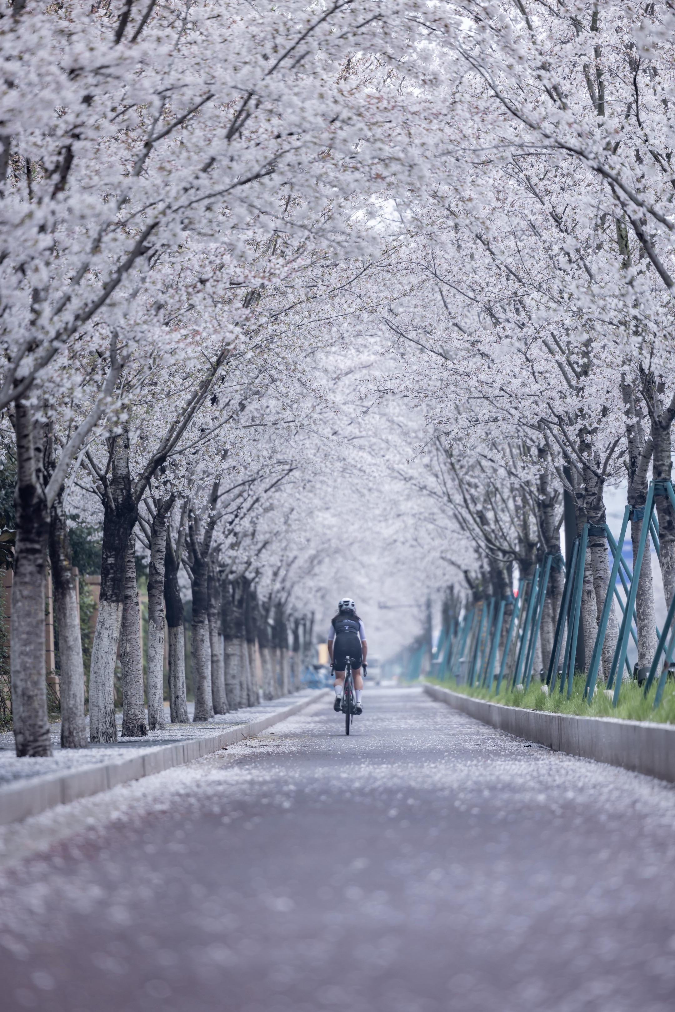 在南京，想和你在这条樱花道骑一次车。再等10几天 南京的春天就要被樱花...