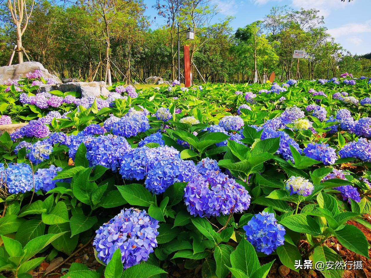 柳州滨江生态公园营地驿站绣球花