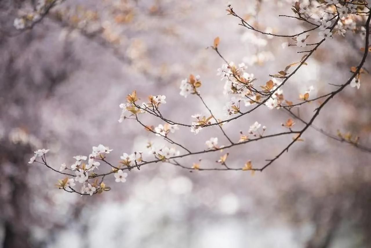 《 春寒 》

人间已是三月天，
白花含羞柳含烟。
一夜风雨寒重反，
重拾冬装褪