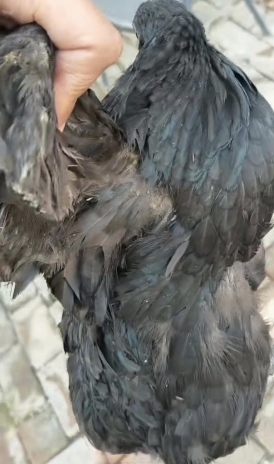 这鸡翅膀子可真硬根老鹰似的