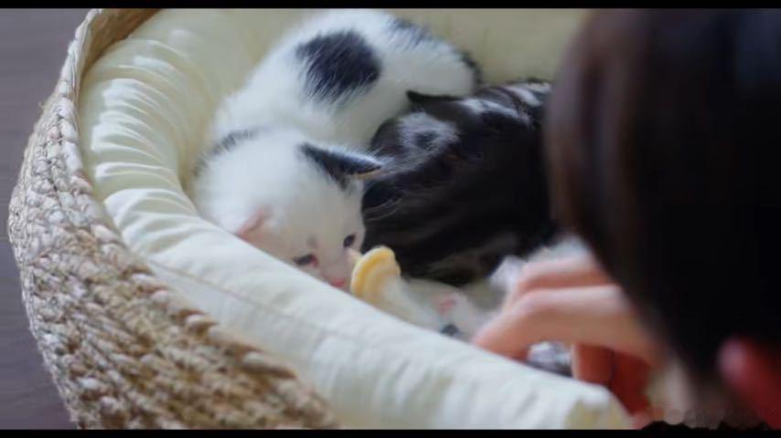 赵尧珂宁瑾给猫找领养比选演员还严赵尧珂养猫界有自己的高考 没想到给小猫找个家也有