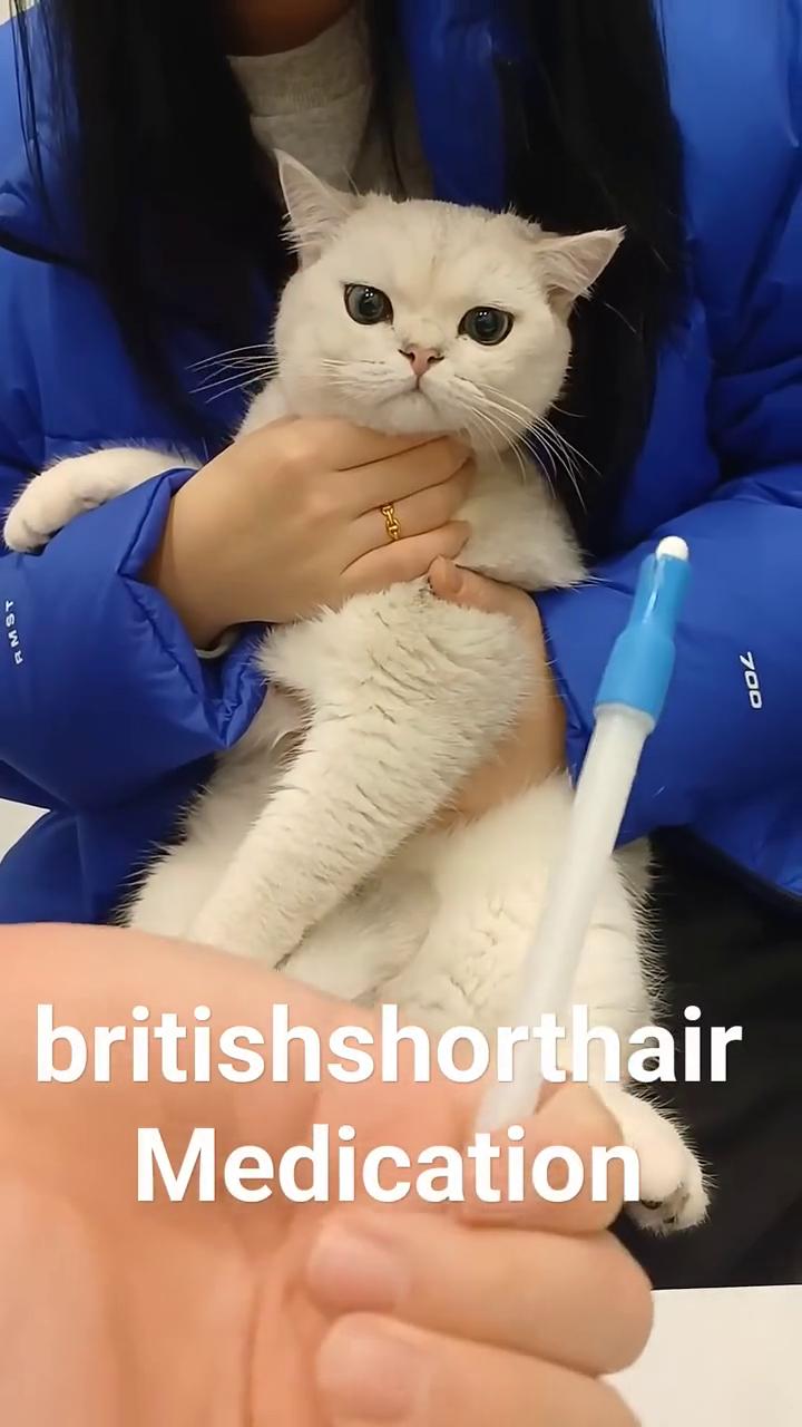 britishshorthair Medication。