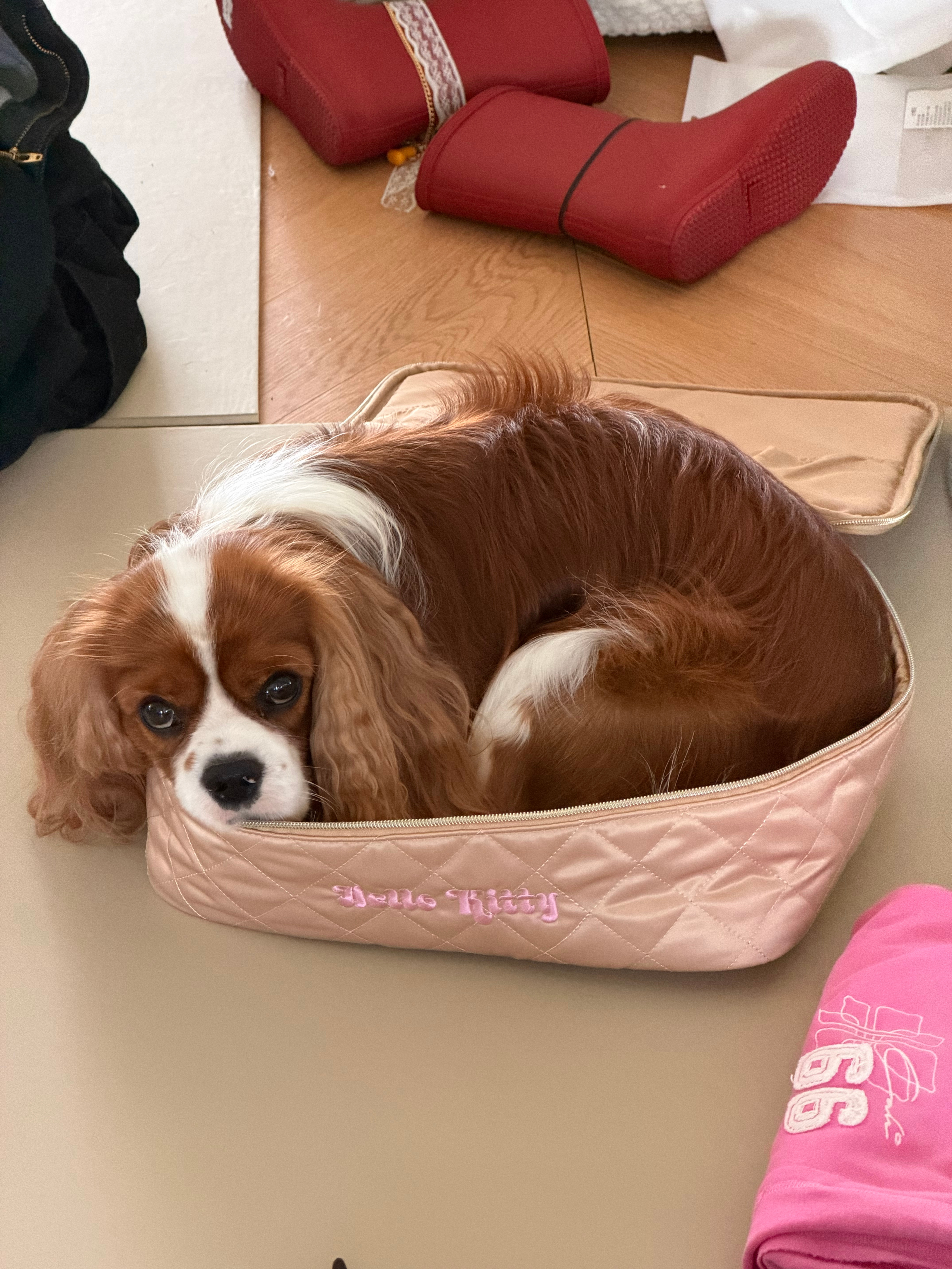 以为不带他又在委屈脸 