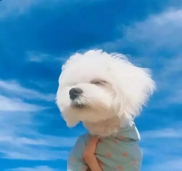 有没有被这些可爱的狗子迷到呢，有狗子的铲屎官动手拍起来[二哈]