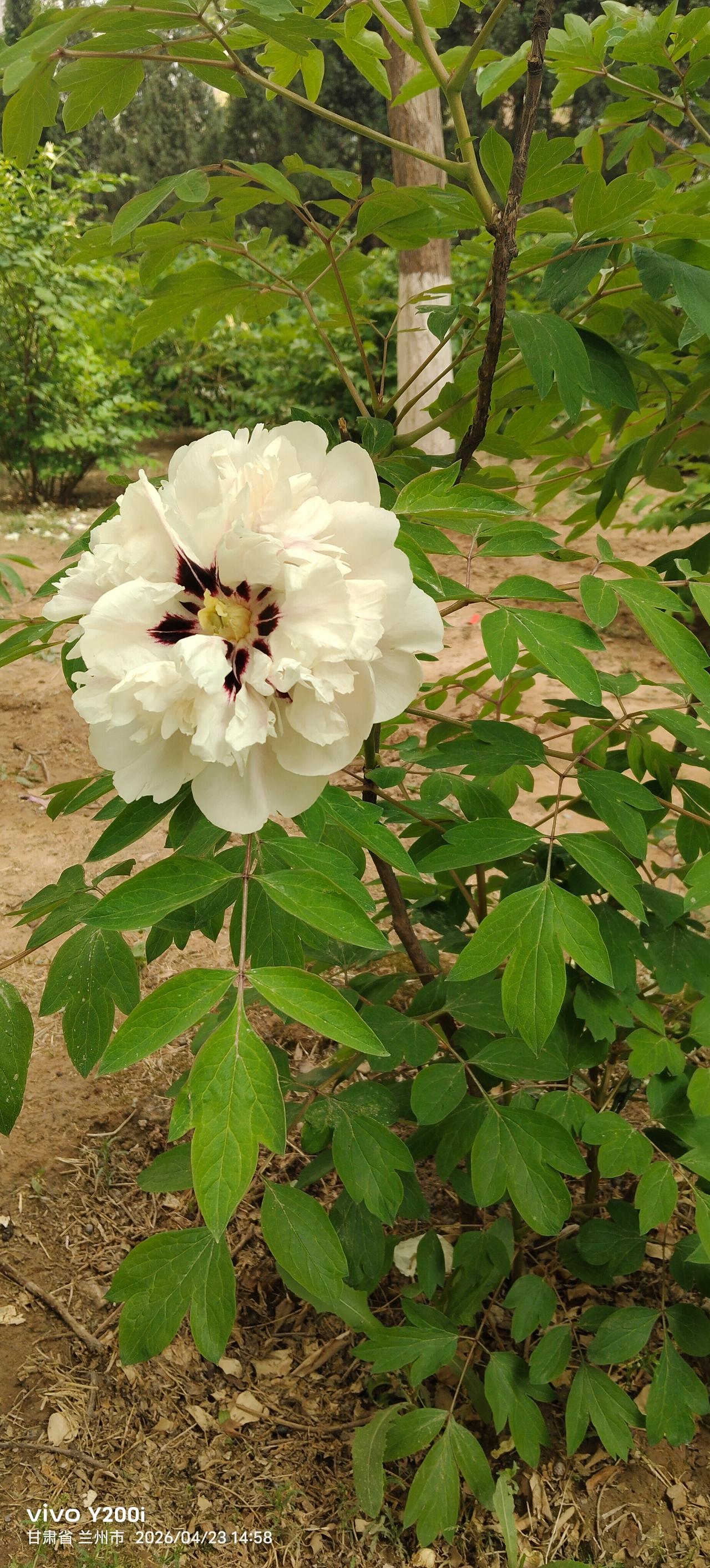 牡丹花开满园香