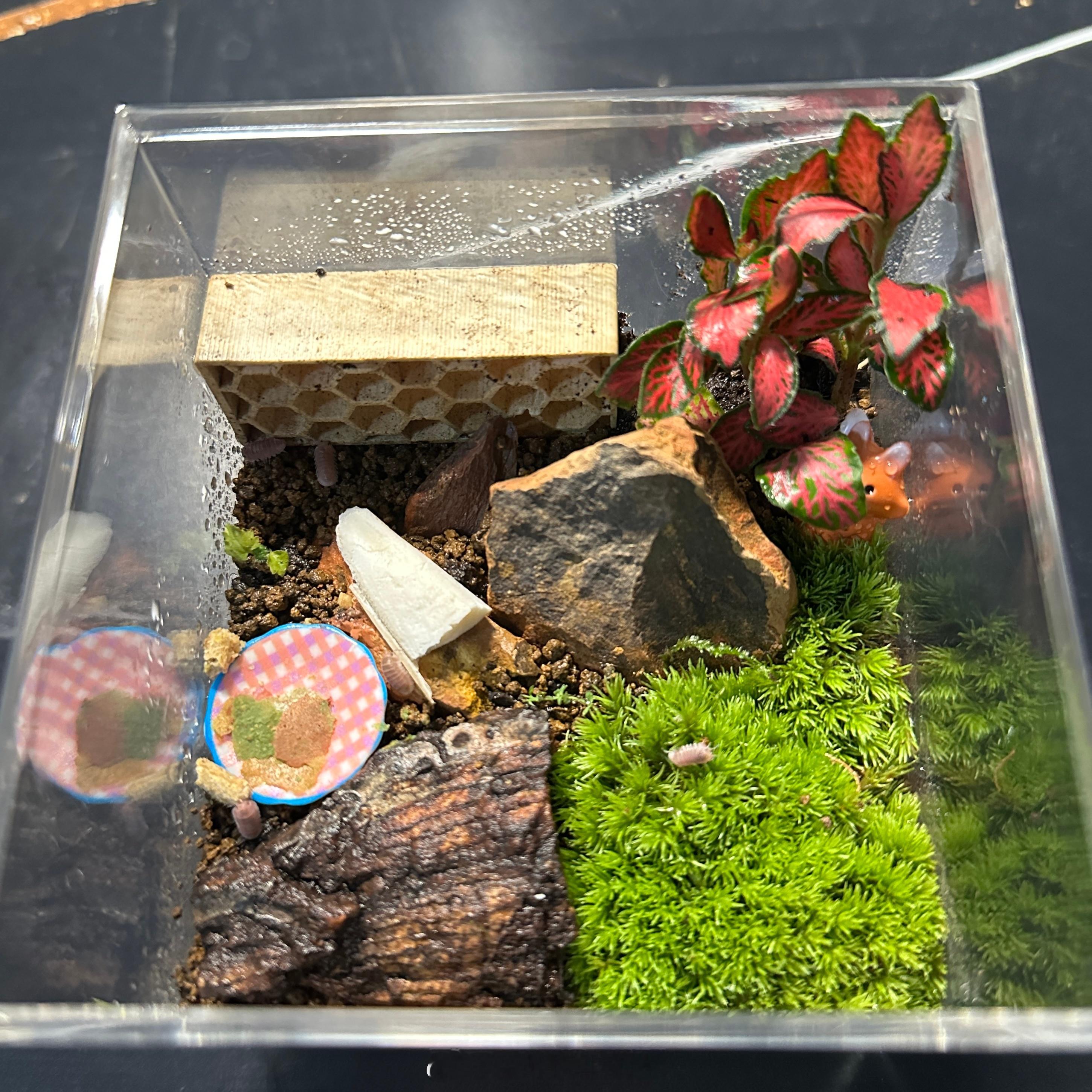 希望这盒活久点