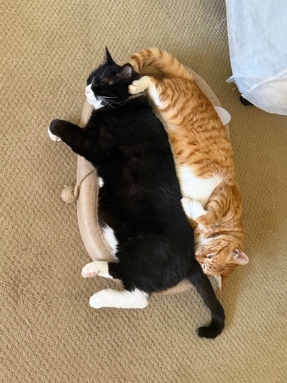 其实…黄猫有点像阳光…奶友会 （投稿：） 