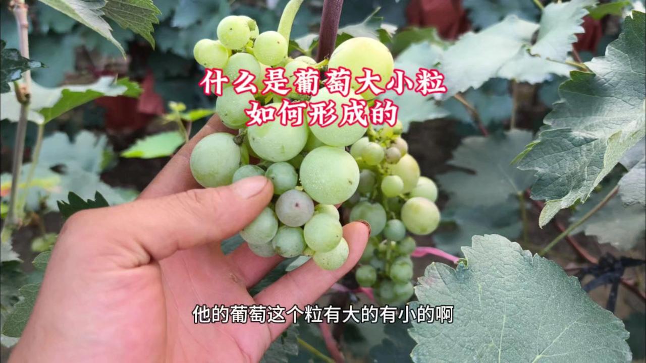 🍇葡萄大小粒形成的原因！🔍有朋友说他的葡萄这个粒有大的有小的，今天我就让你们