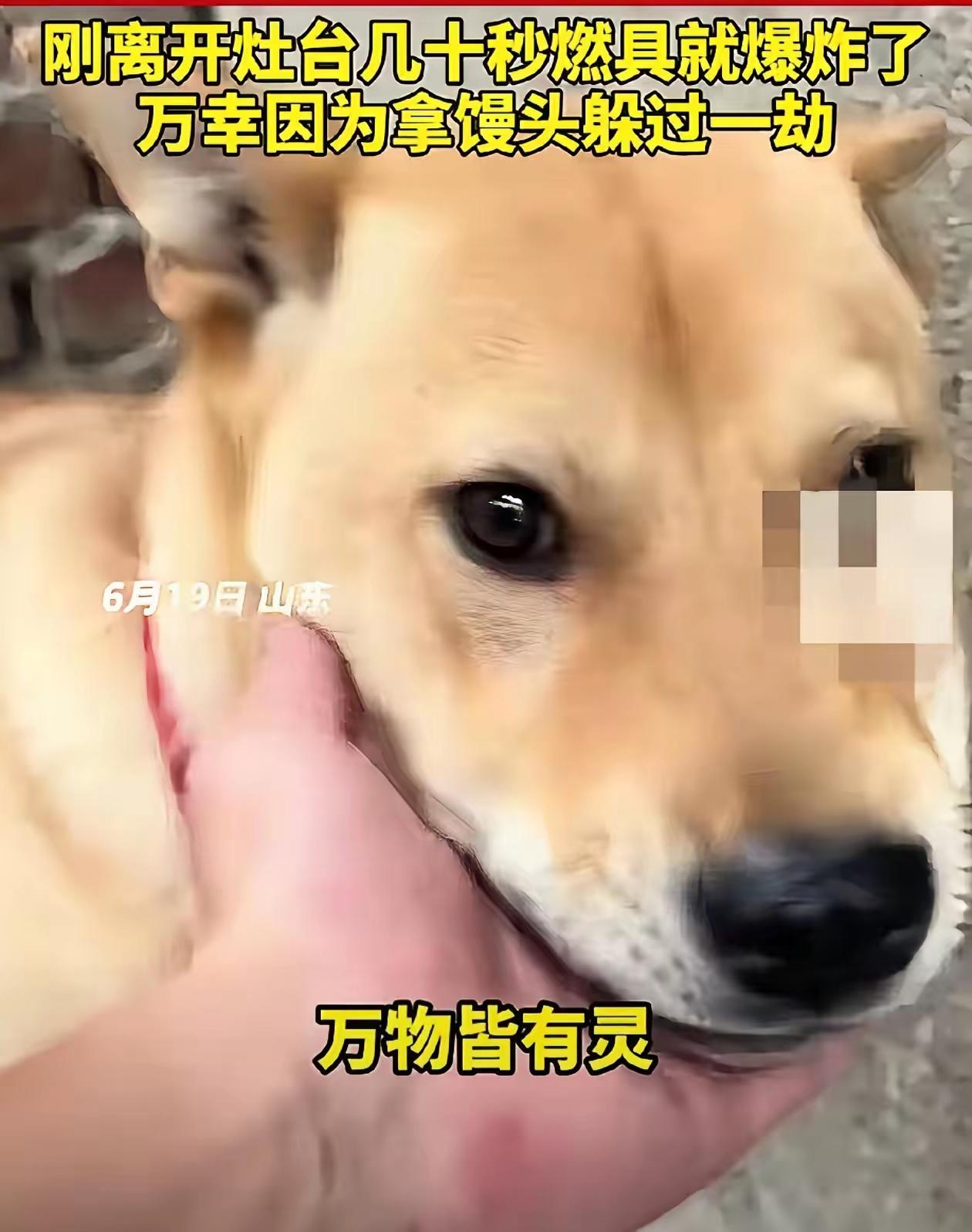 大黄狗救命的幸运背后，藏着最不该忽视的居家燃气安全
 
6月19日，山东一则惊险