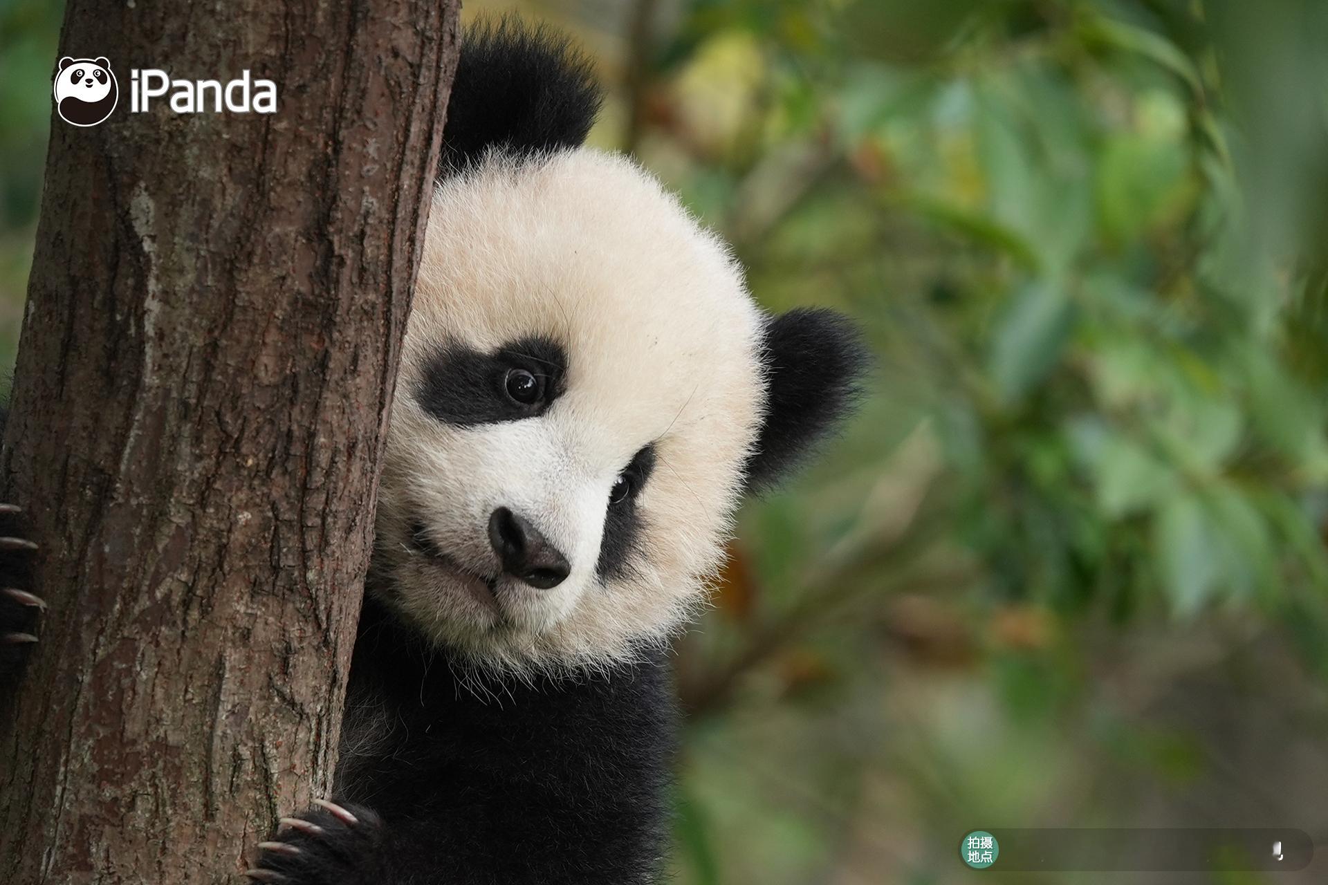 ( ˘ ³˘)♥ 辨识度好高的“小鸟眼圈” 筑梦熊猫家园 熊猫趣图