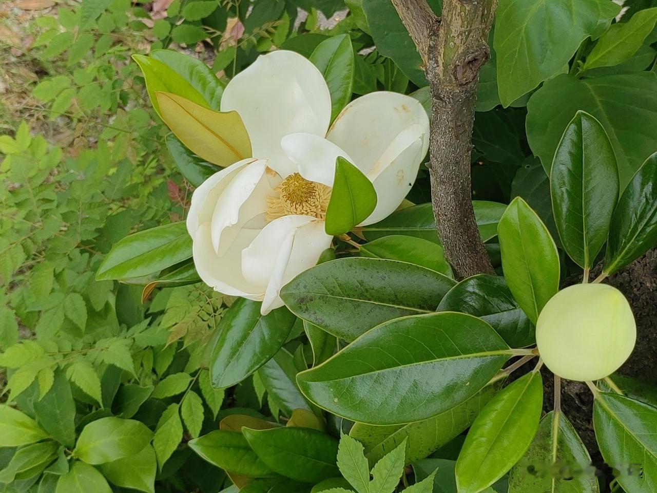 今天我漫步公园，看到路旁有一棵玉兰树开花了，米白色的花瓣，黄色的花蕊，在太阳底下