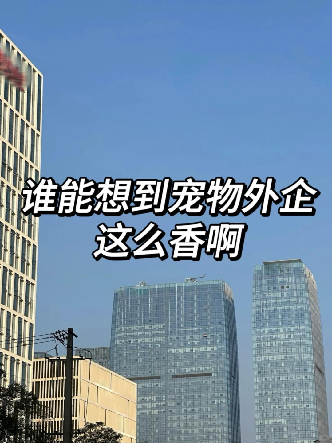 谁能想到宠物外企这么香啊！大专也能进