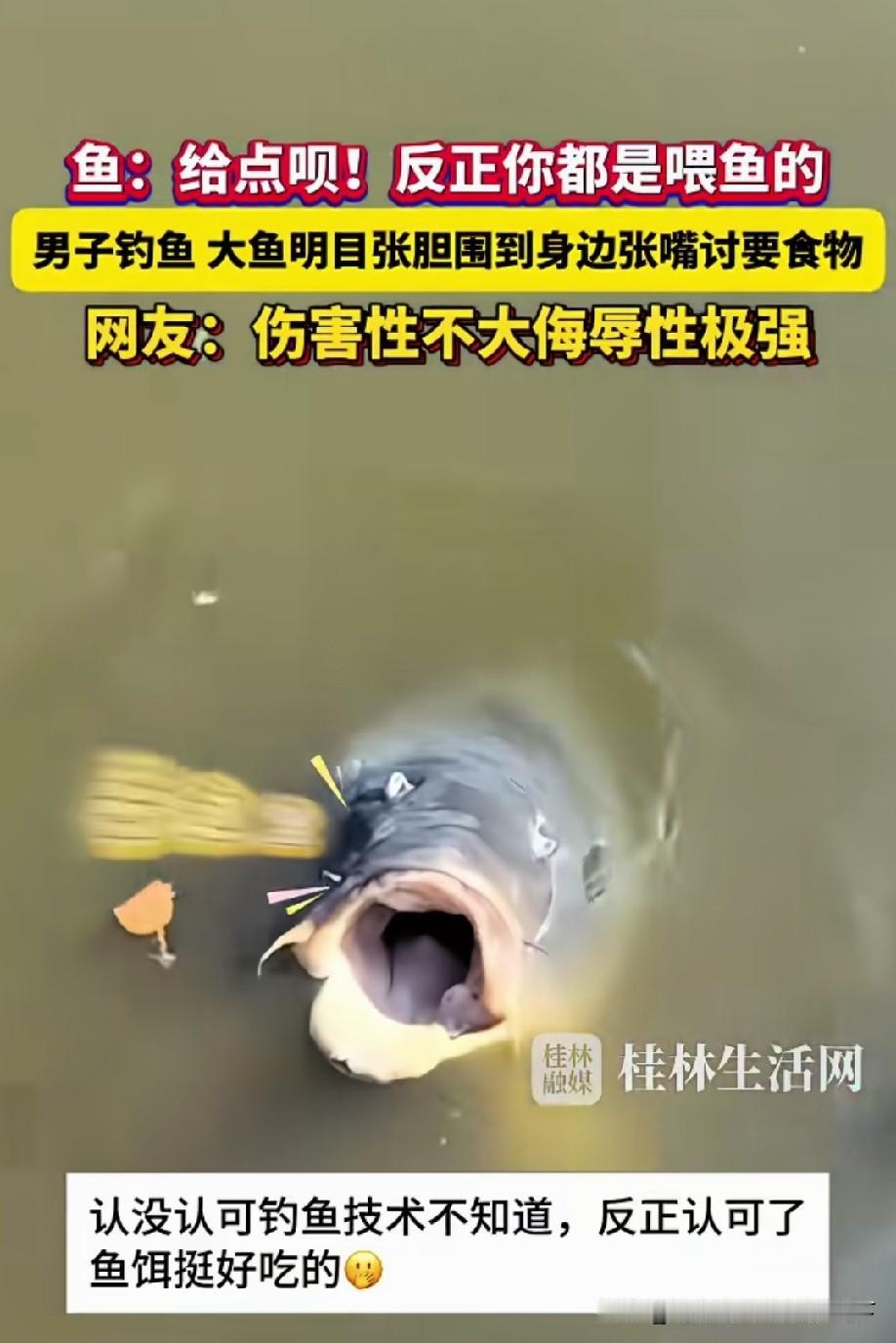 鱼：行行好呗，我都饿好几天了，可怜可怜我，先喂俺一点[偷笑]