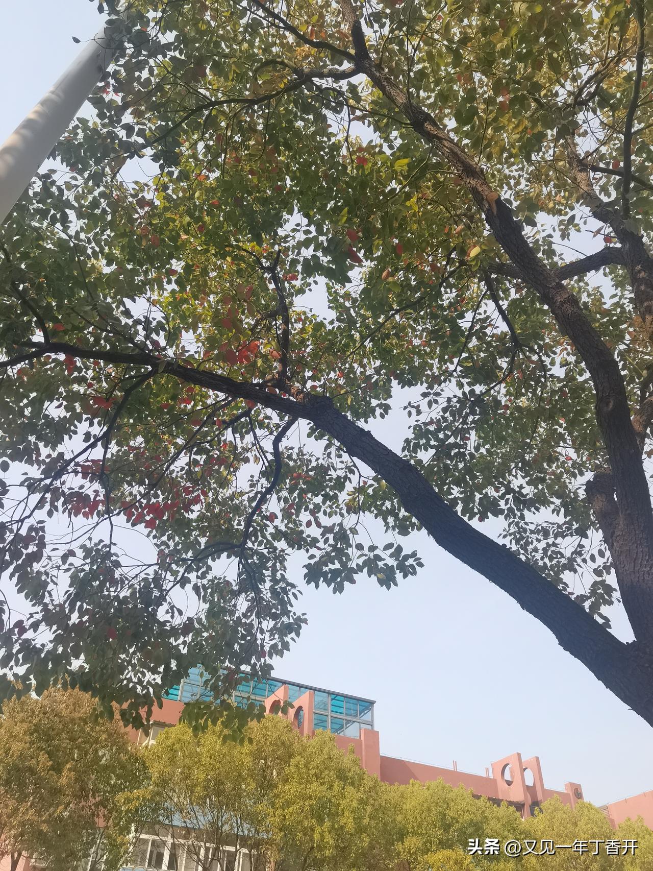 长的像阿秋的南京春天

想去鸡鸣寺没敢去

想去玄武湖，没敢去，另外上周去了
