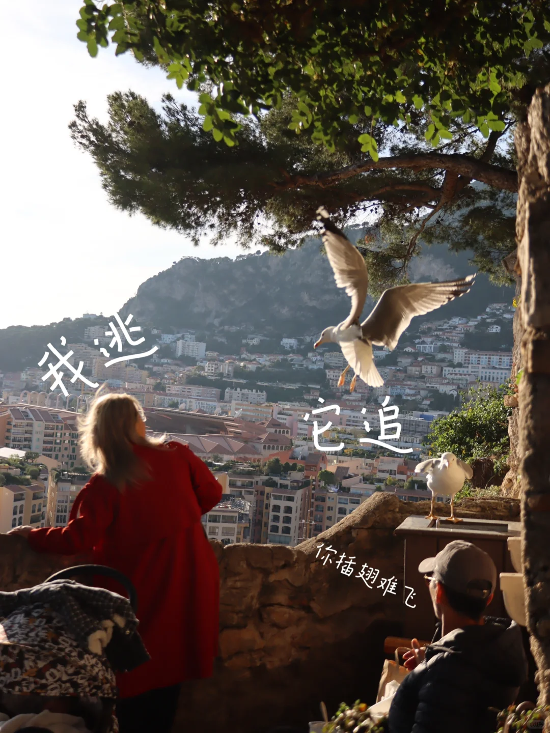摩纳哥的海鸥也太大了叭
