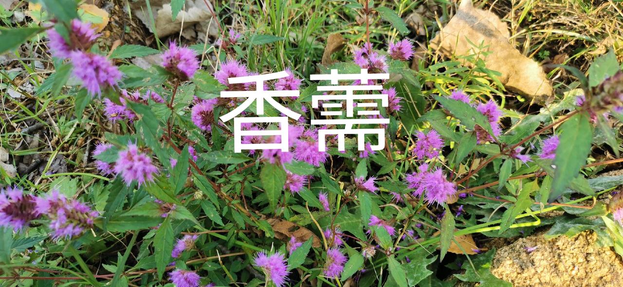 初冬，邂逅艳丽香薷花

家人们，当大家都以为初冬是一片萧瑟景象时，我却在不经意间