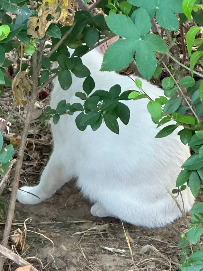 咪不给看正脸[园丁] ​​​