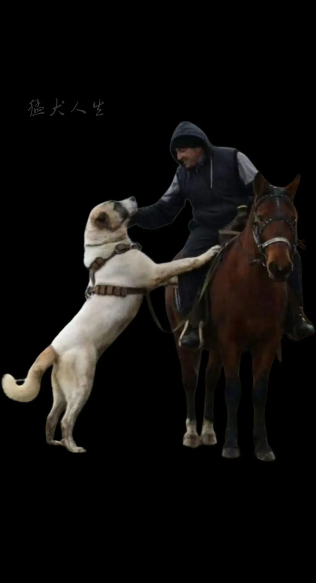 当个头像是不错的沃尔科达夫