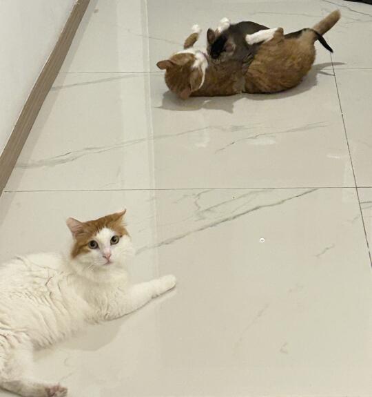 人 快来看傻子干架