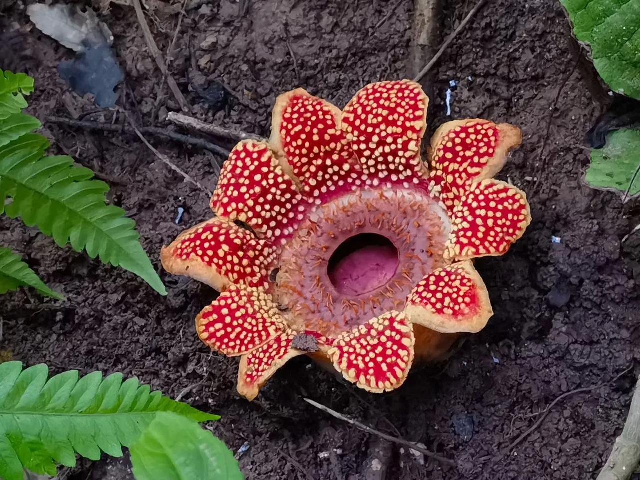 从杭州起飞，
去西双版纳参加团建了！
大厂的福利就是过硬！

当然，大厂上班工作