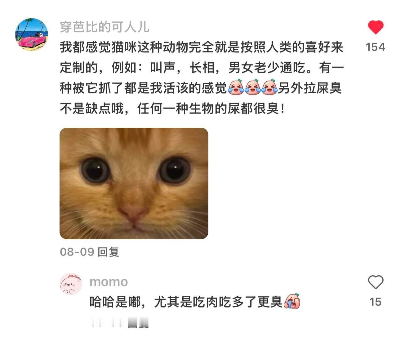真的很好奇！人是怎么发现猫可以养的.情感热点创作激励计划