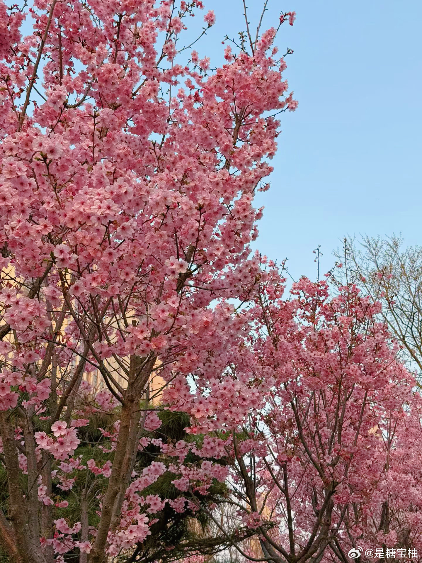 小区里樱花🌸开的正盛出门扔个垃圾都像是去踏春