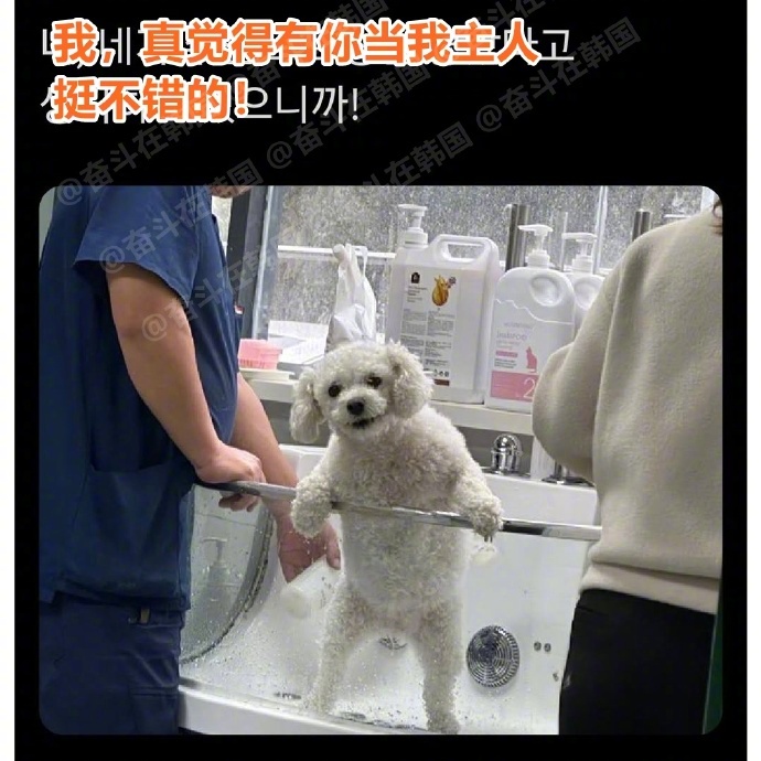 当人送小狗去洗澡，人先走一步时，小狗：海外新鲜事 热点现场