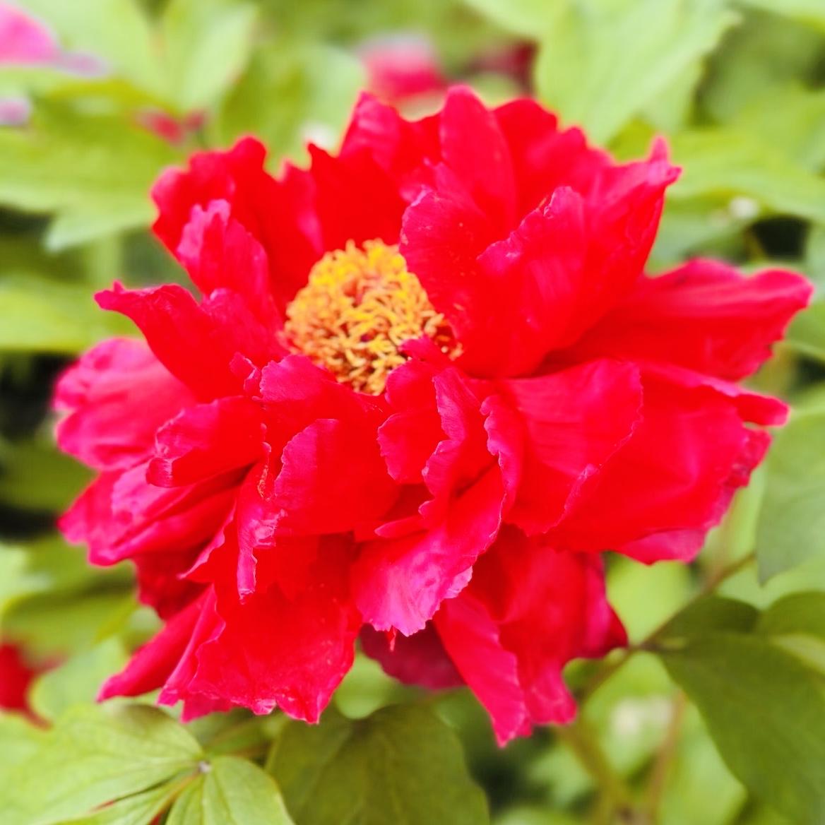 鲜花绽放，朵朵娇艳
花色缤纷，花姿丰盈
花朵俏丽，花香迷人