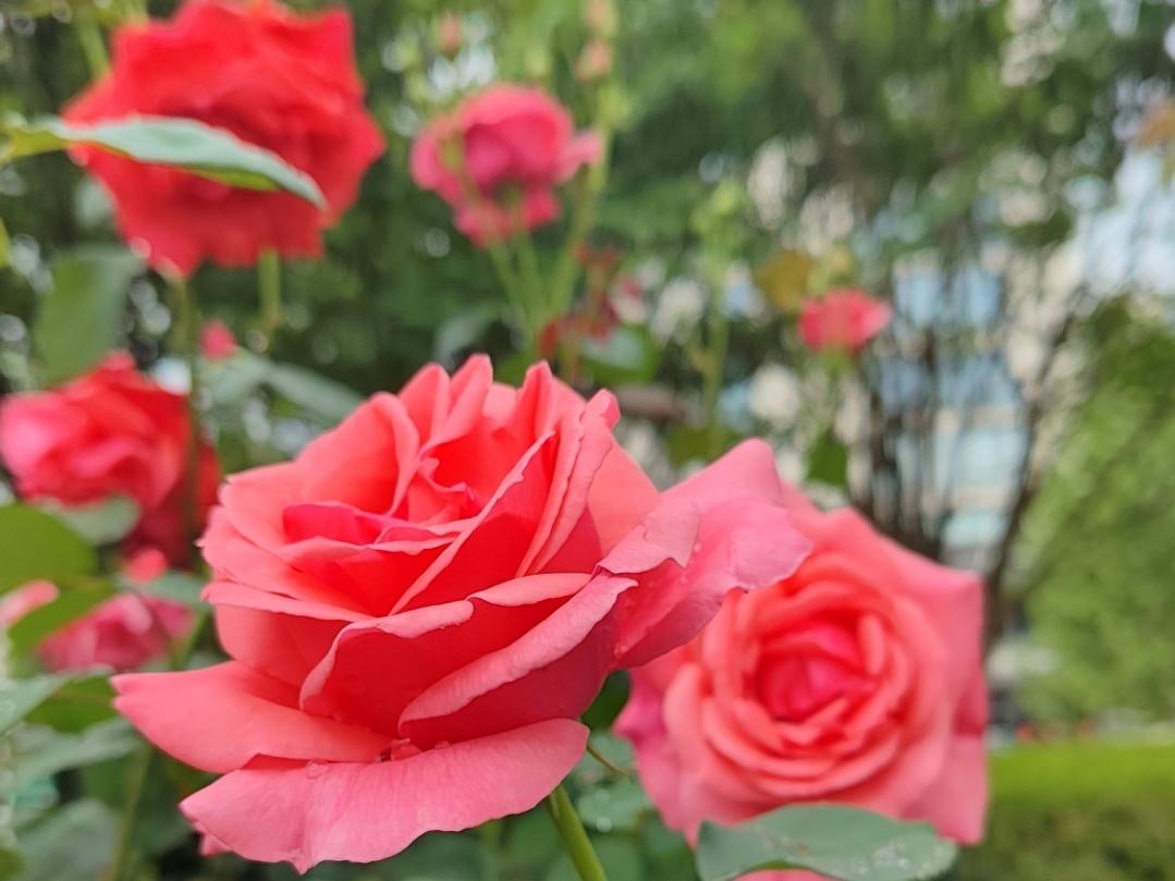 ＃分享每日正能量＃
     世上没有平白无故的成功，所有的鲜花都是汗水浇灌而来