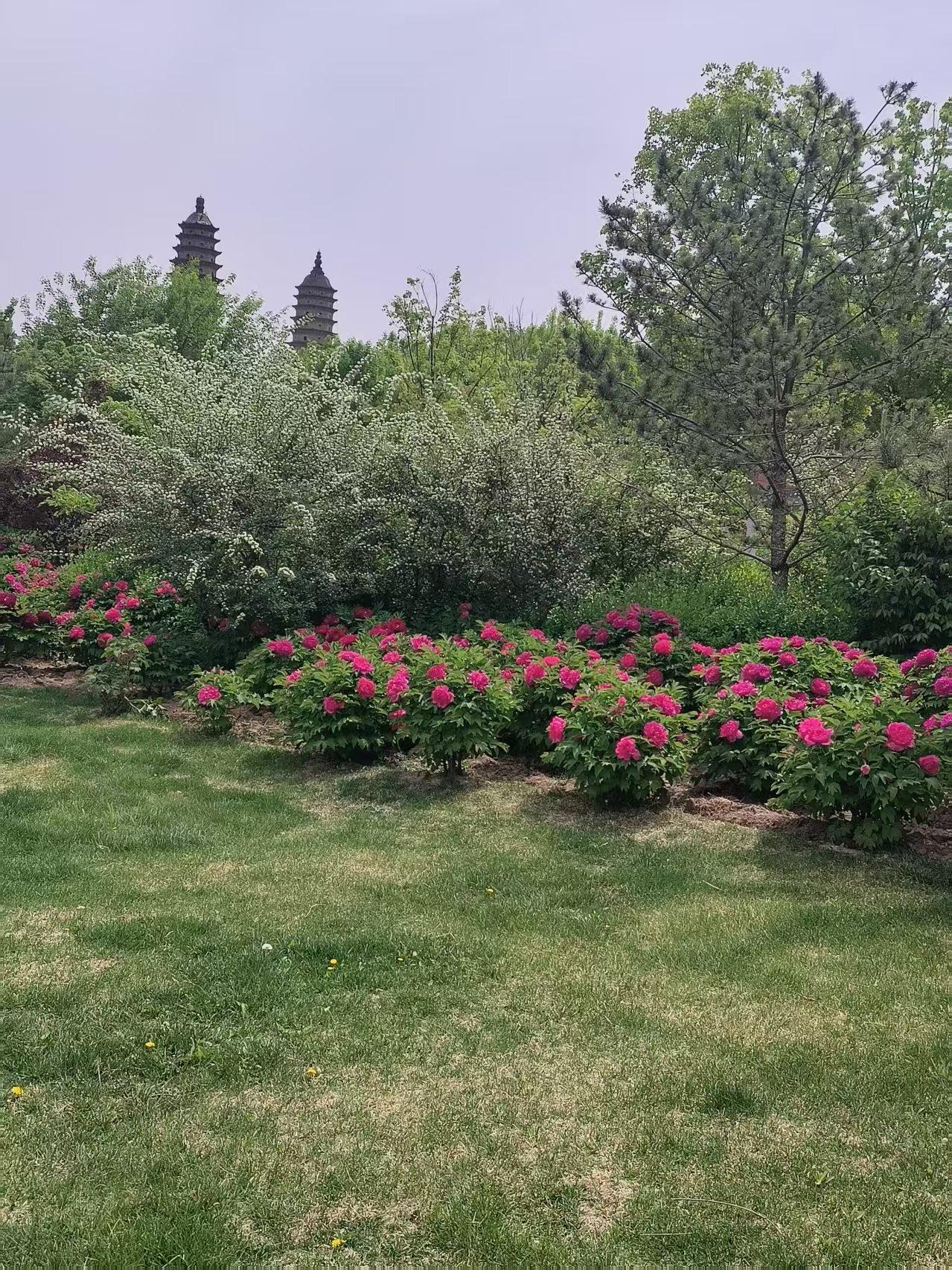 晒图笔记大赛太原双塔公园，牡丹盛开，姹紫嫣红。
