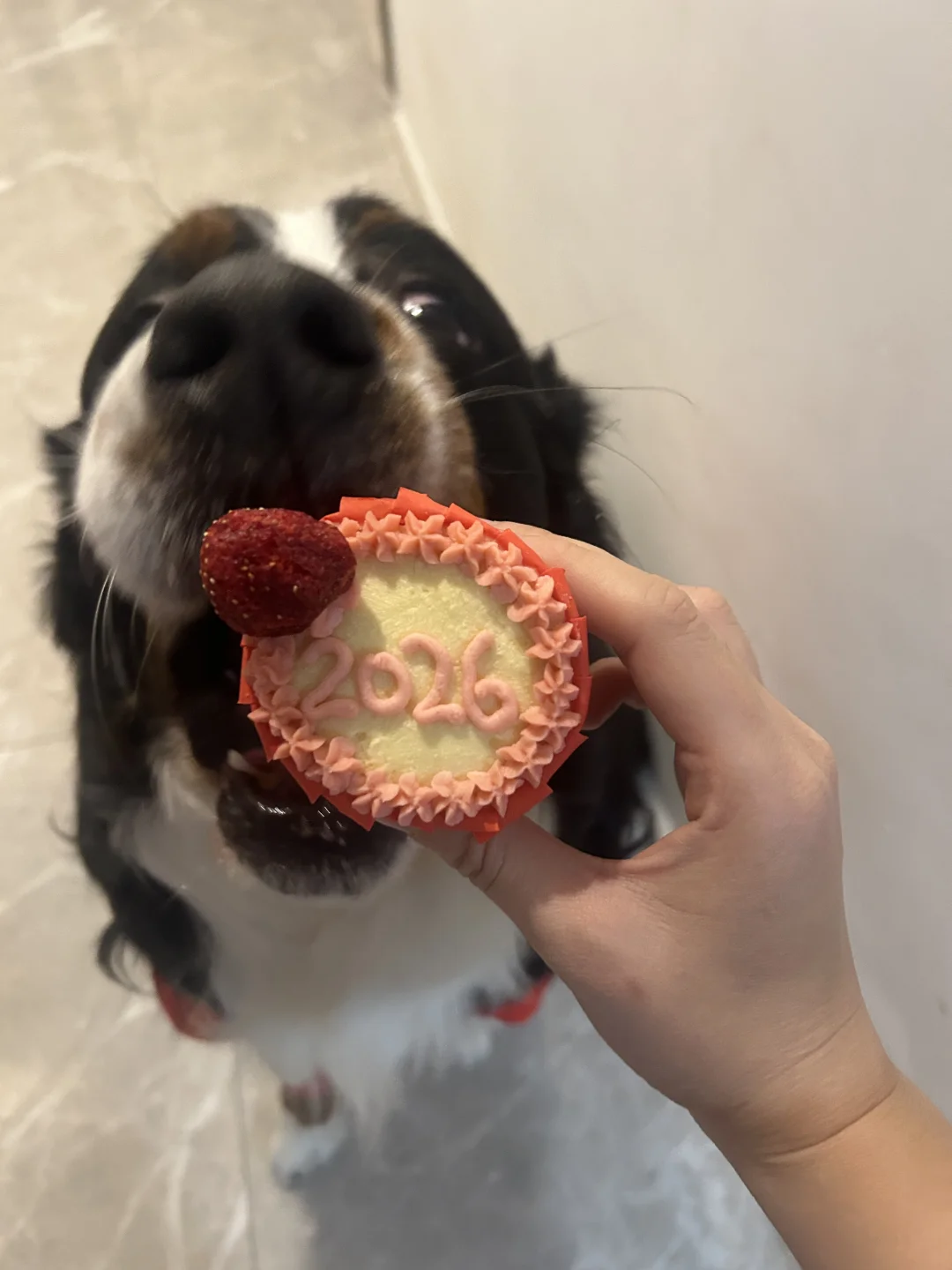 吃掉2026！㊗️大家新年快乐🥳🧨