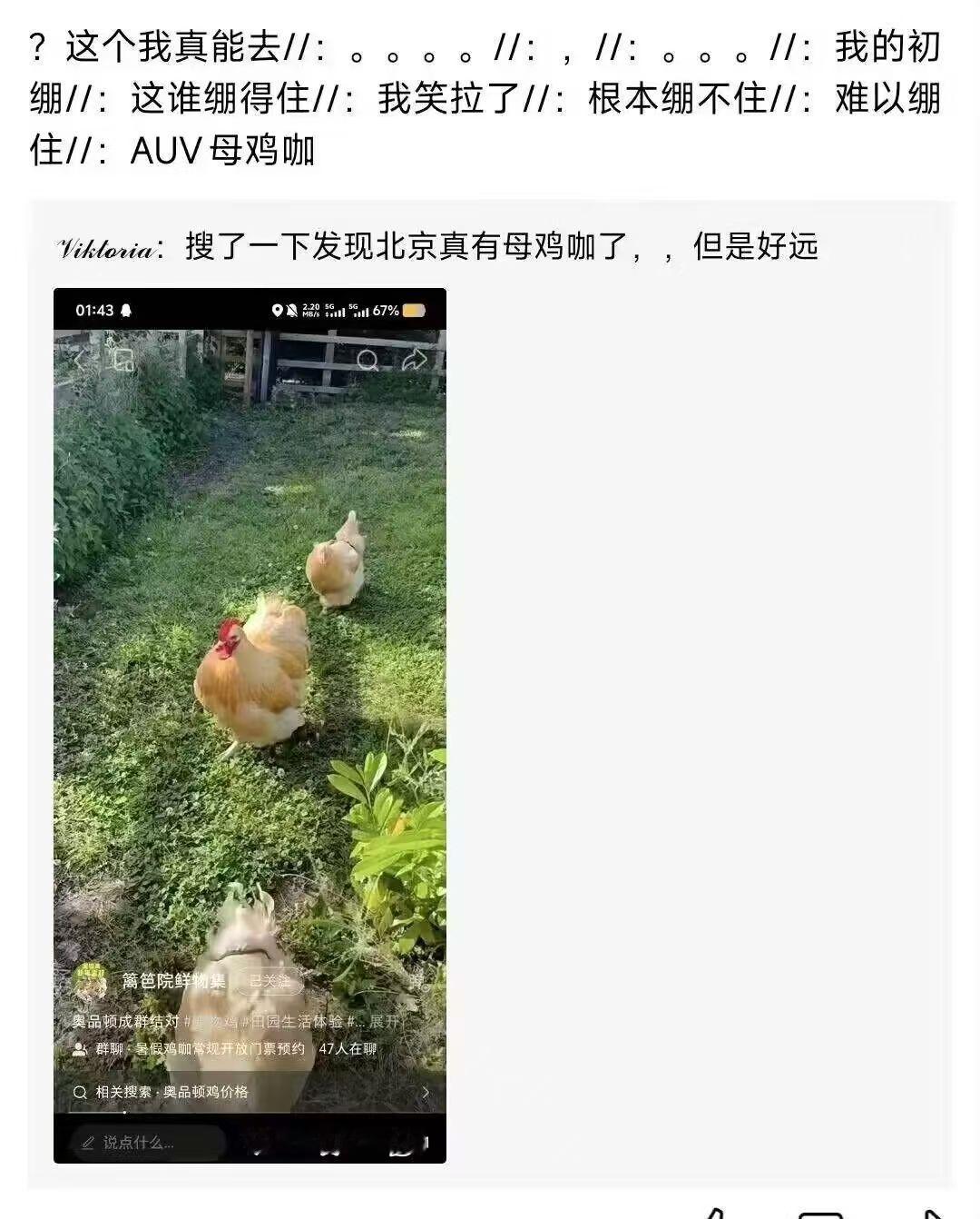 AUV母鸡咖mujica mygo