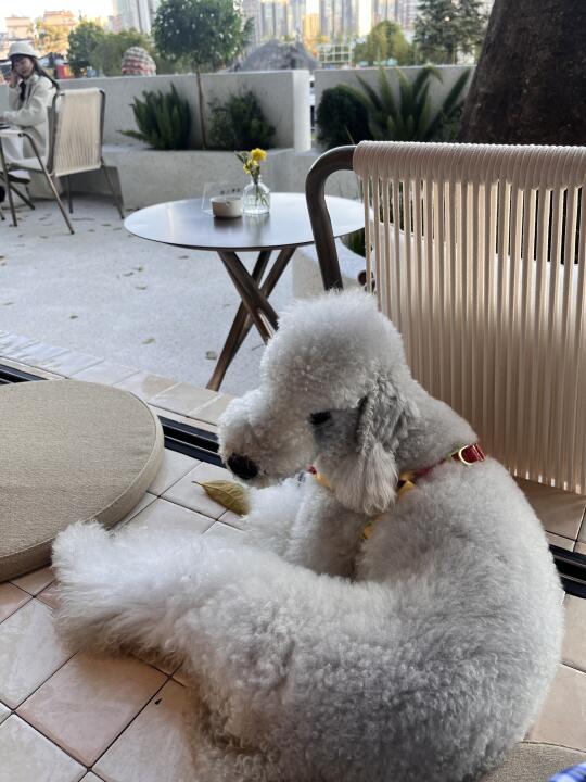 小狗教我的幸福课