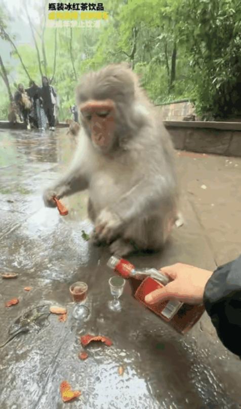 “太损了！”男子听说贵州山上的猴子喜欢抢东西，于是他也想去看看，想着要是有猴子敢