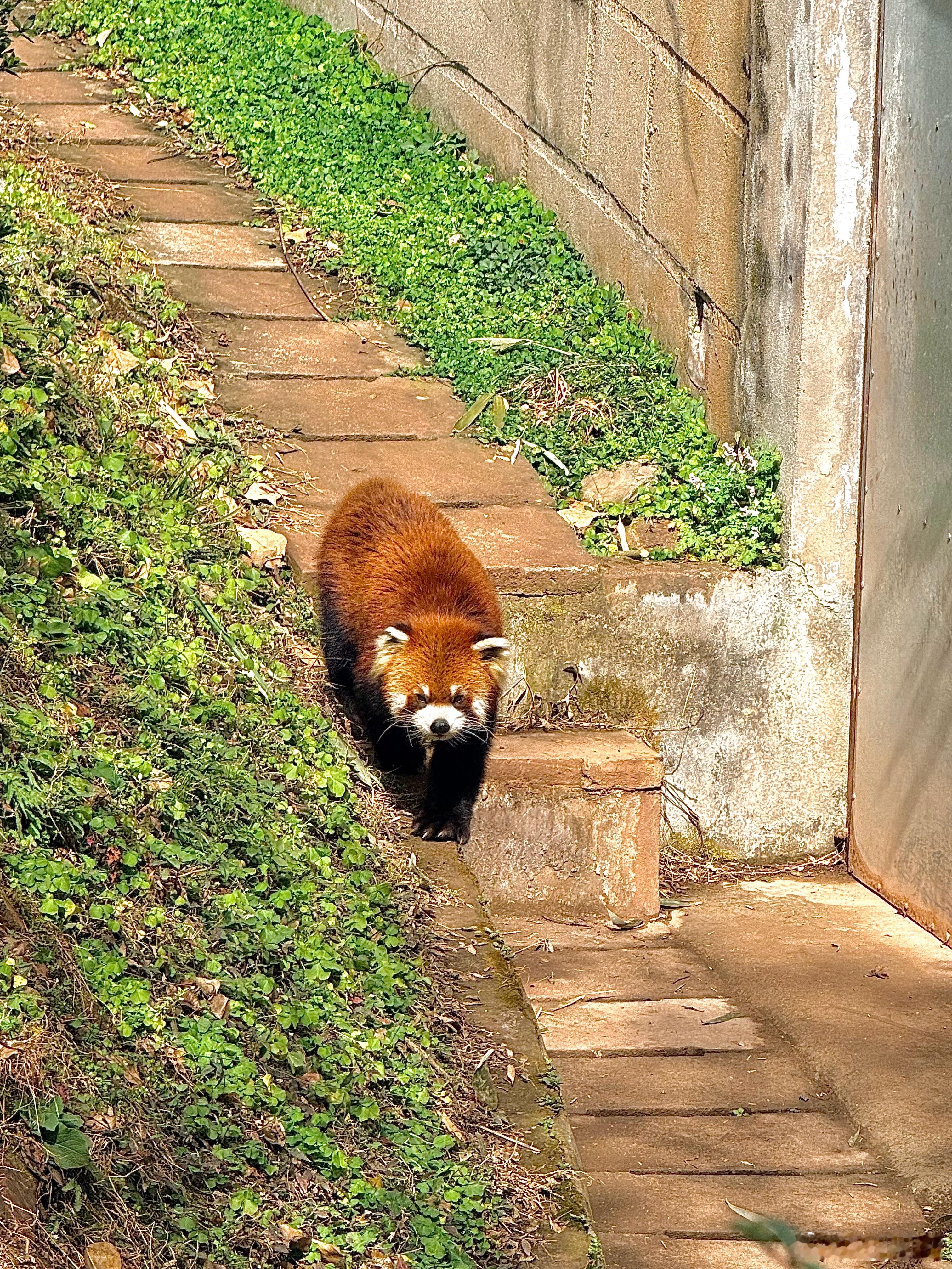 ⊹ 🐾" ◌◞ 🐼 𓂂𓏸 成都·成都大熊猫繁育研究基地