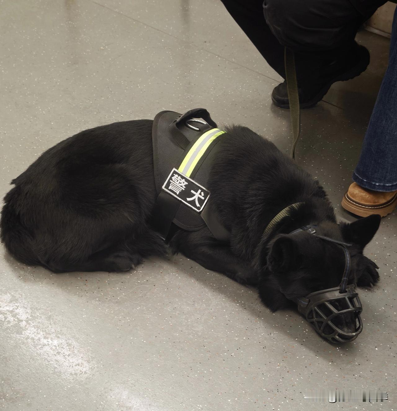 偶遇警犬坐地铁，一路安全感满满！刚上车时一下子被他吸引，没能做到离他最近的座位，