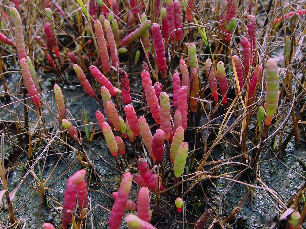 张家界的七星山荒野求生好火呀，前两天看到选手在野外吃不到盐，导致身体电解质失衡。