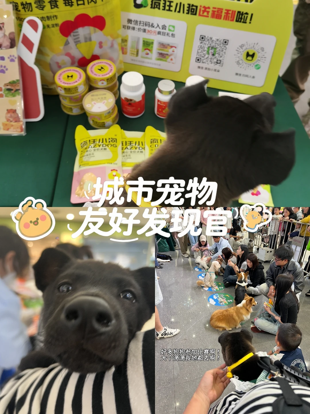 明天还有！带🐶去永旺有萌宠活动薅羊毛啦