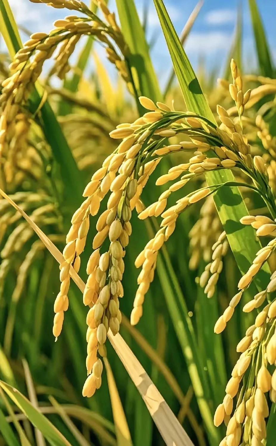 上联：满池碧水润禾苗，
下联；遍野清風送稻香。