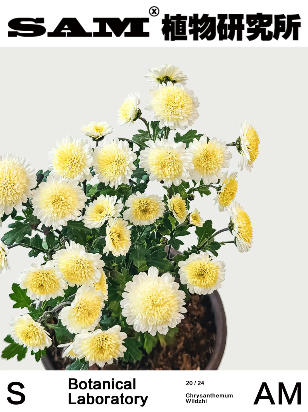 野知白峰｜Chrysanthemum x wildzhi