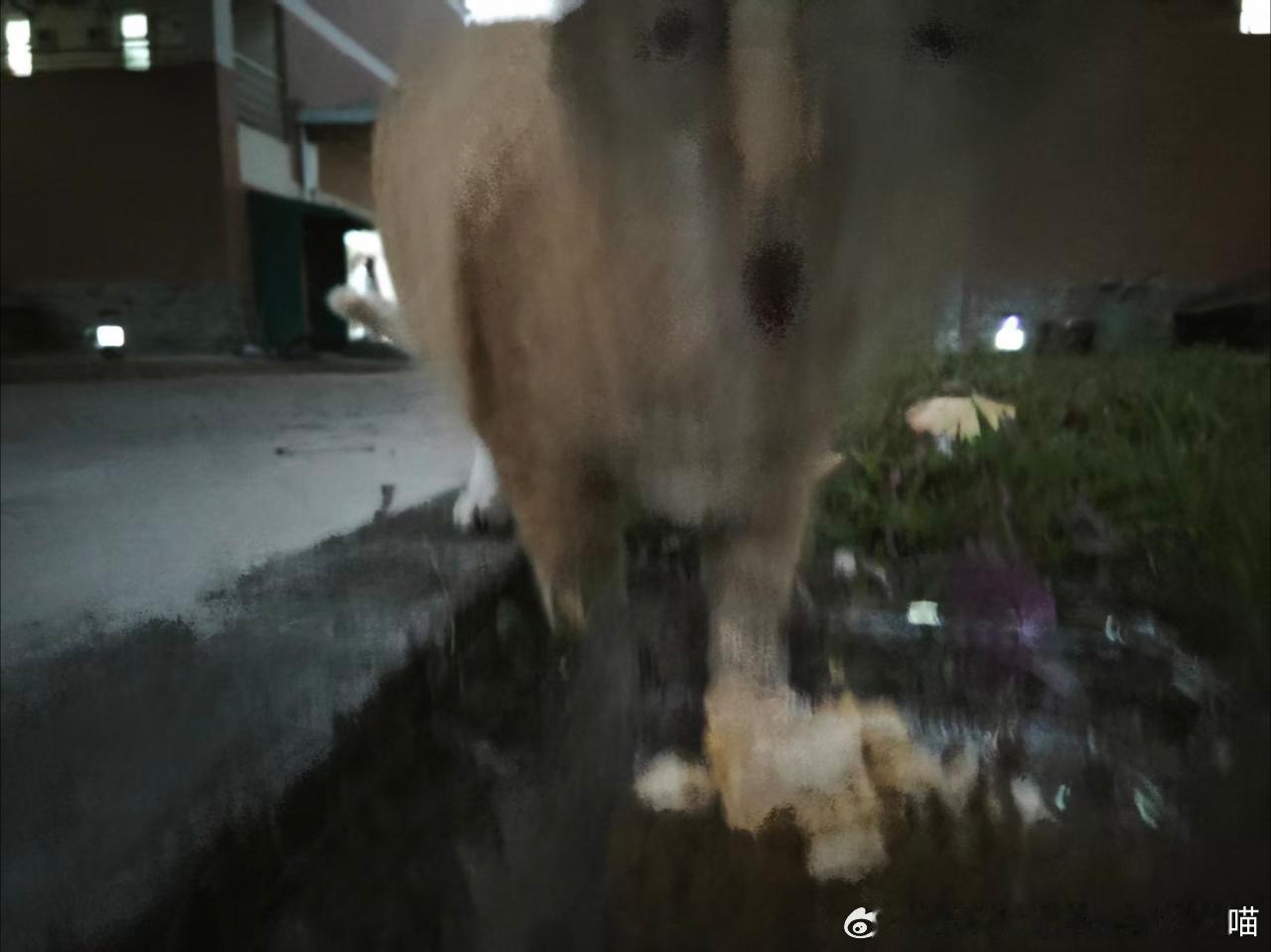 49844【丑猫】谁敢看。 