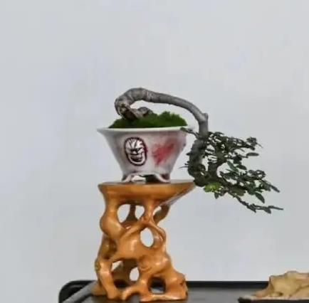 哈哈哈成都终于凉快了。明天起温度在三十至二十多度了。刚刚开始打雷扯火闪了，要来一