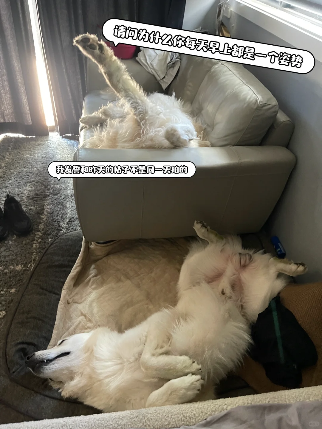 一只一个坑位