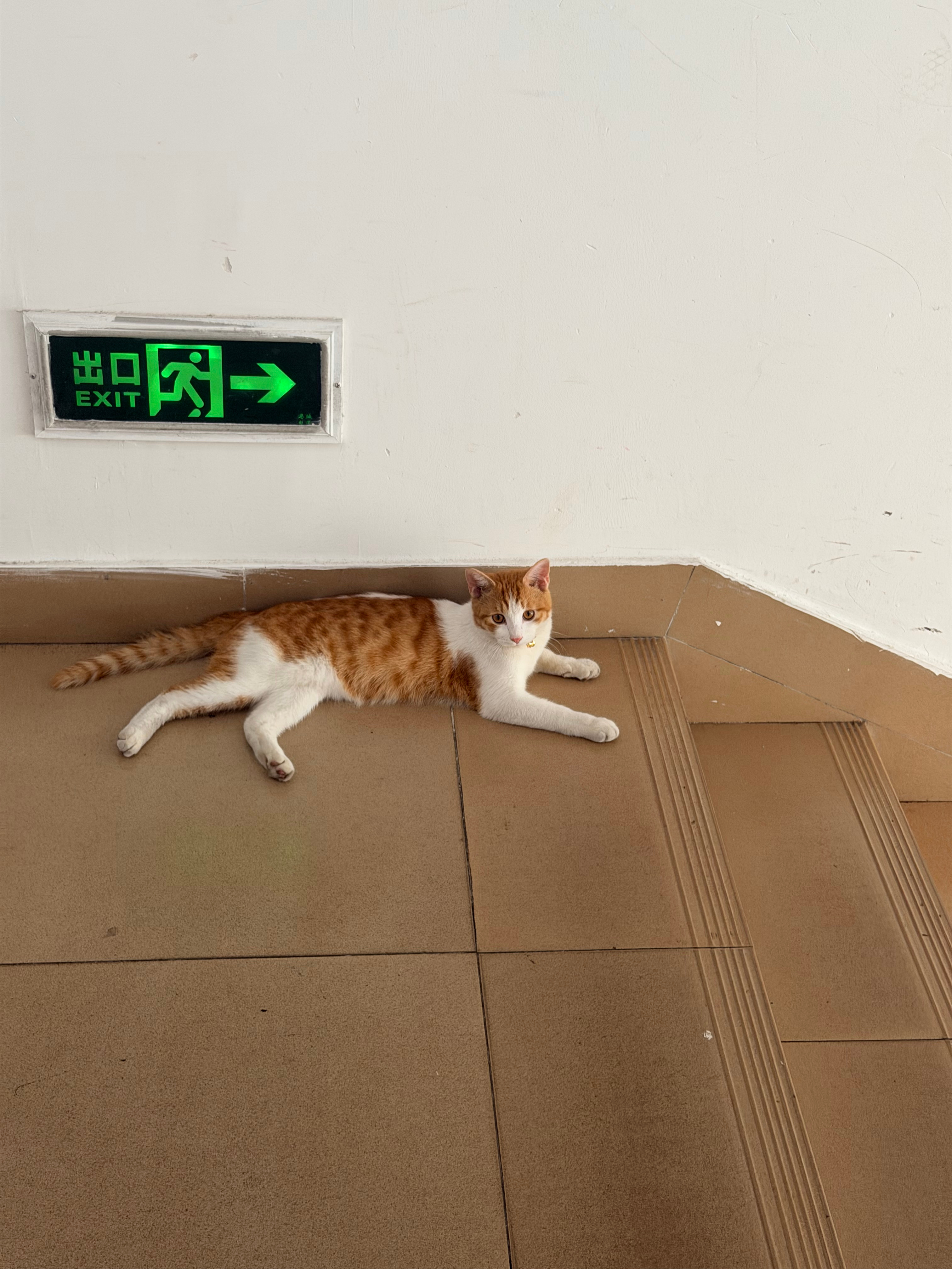 大清早在宿舍楼道和猫猫四目对视 谁宿舍养的猫跑出来了 