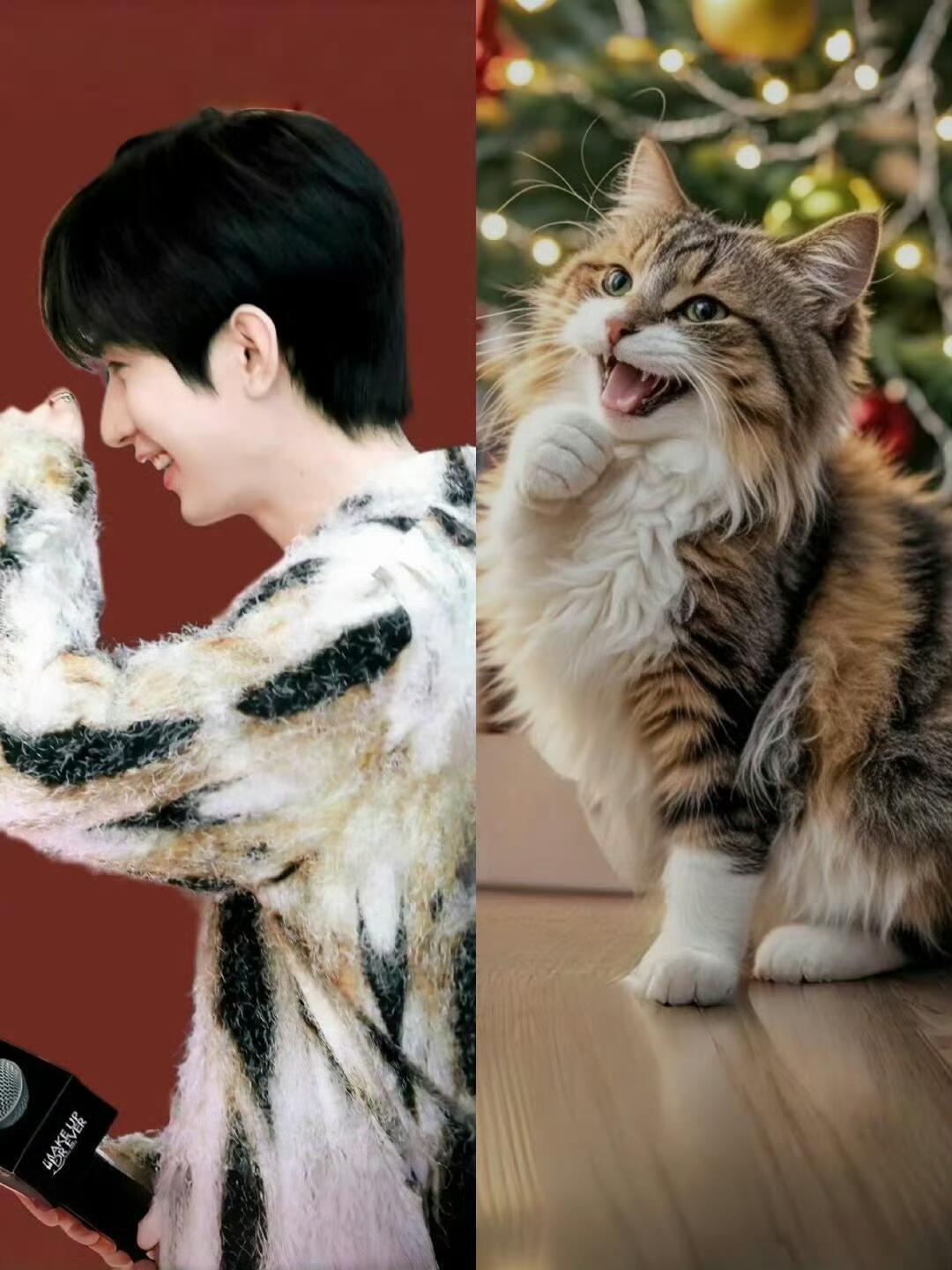 咪的天！怎么那么可爱~三花小猫适配度💯 