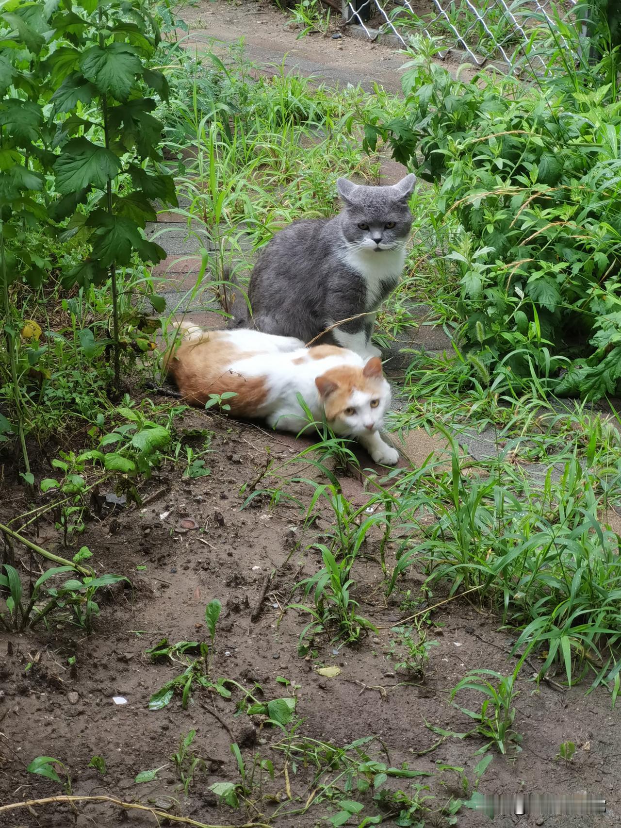 日常被小奶猫治愈！
软乎乎、奶气满满的小家伙，一举一动都萌化人心～
平淡的生活，