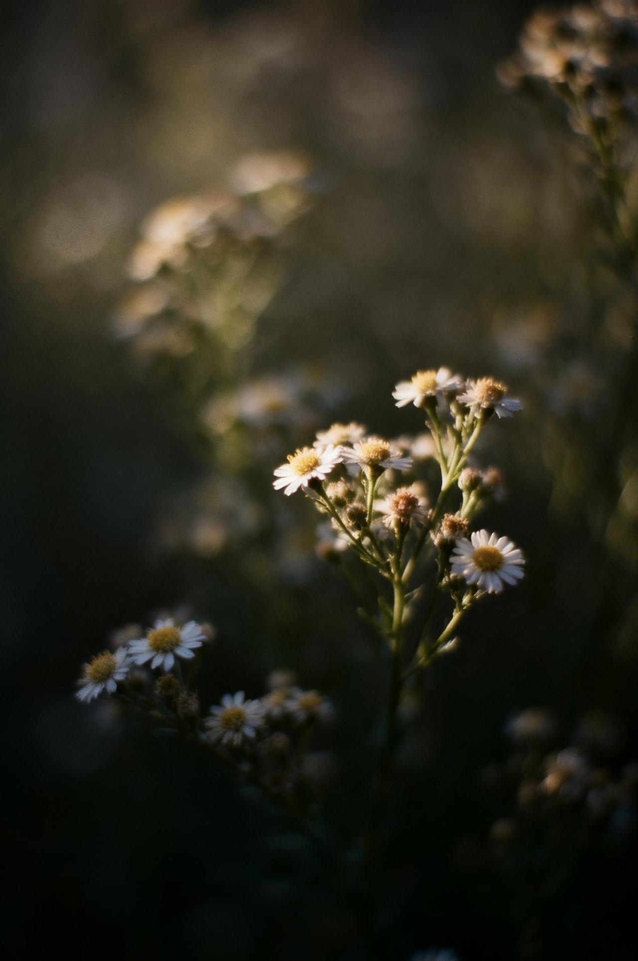 精美壁纸（693)🌈
📝高反差色调，整体朦胧又高级。带着强烈胶片颗粒感与高噪