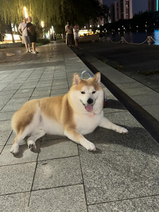好爱我的小胖子