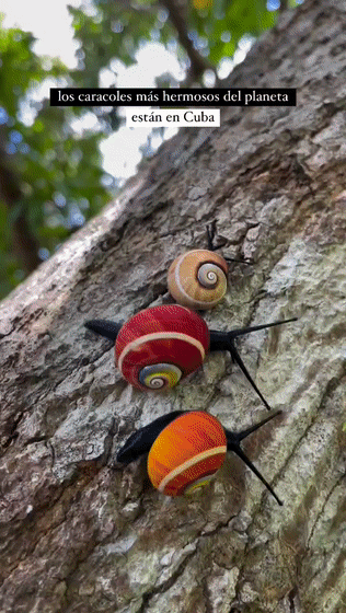 叉线海明蜗牛，一种生活在中美洲的特色蜗牛，以五彩斑斓的色彩著称。其每层螺塔均有色