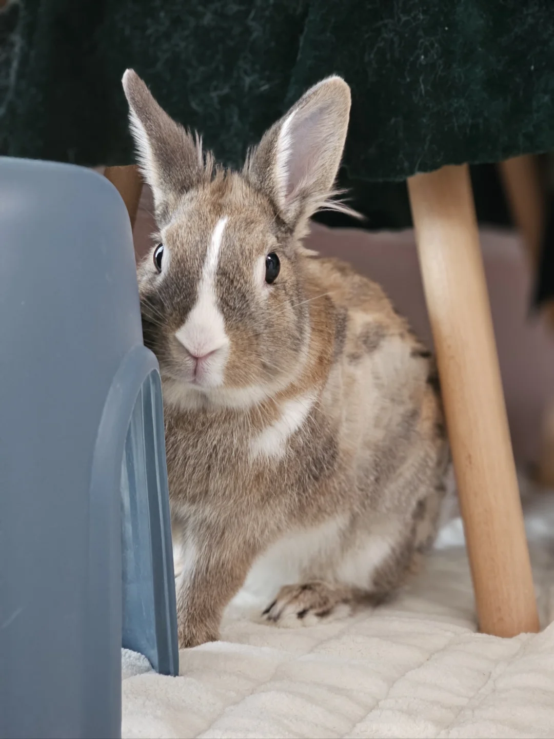 破破烂烂但是可可爱爱